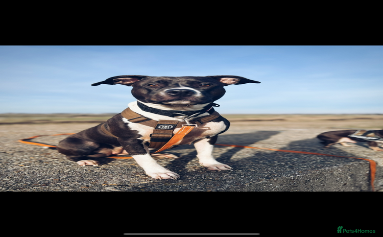 Mixed Breed dogs - Advert 1