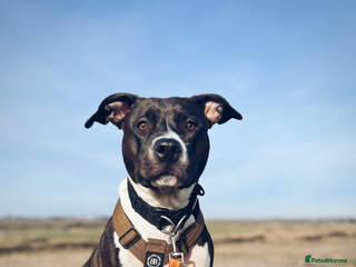 Mixed Breed dogs for sale - Advert 1