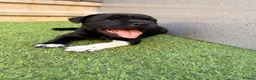 Staffordshire Bull Terrier dogs for sale: Staffordshire bull terrier - Advert 8