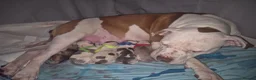 American Bulldog dogs for sale: 7 absolutely stunning puppies available  - Advert 5