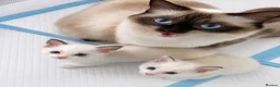Ragdoll cats for sale: ✨ Beautiful Ragdoll Kitten Available ✨ - Advert 6