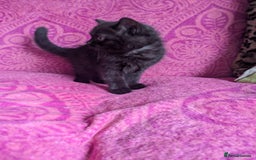 British Shorthair cats for sale: British short hair cross kittens, grey black.  - Image 18