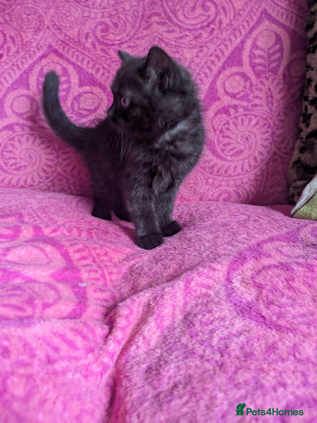 British Shorthair cats for sale: British short hair cross kittens, grey black.  - Image 18