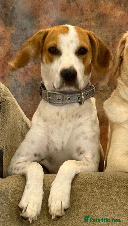 Mixed Breed dogs Lucky loving active fun 1 yr old Pointer  - Advert 5