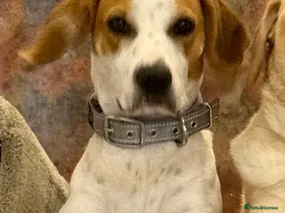 Mixed Breed dogs Lucky loving active fun 1 yr old Pointer - Advert 5