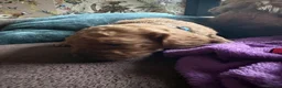 Cockapoo dogs for sale: Beautiful Cockapoo for forever homes in Leeds - Advert 4