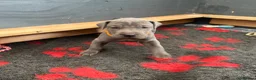 Great Dane dogs for sale: Gorgeous blue KC Great Danes.Ready now! - Advert 19