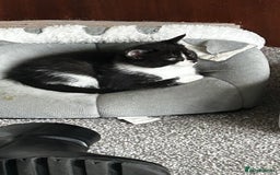 Domestic Shorthair cats for sale: 7 very adorable kittens ready now  - Image 20