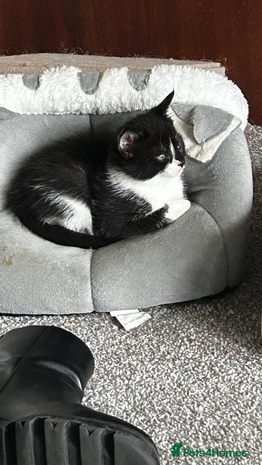 Domestic Shorthair cats for sale: 7 very adorable kittens ready now  - Image 20