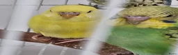 Cockatiels birds for sale: Violet Indian Ringneck Hen for sale Breeding pairs - Advert 9