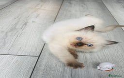 Ragdoll cats for sale: Christmas Ragdoll kitten dolls available  - Image 1