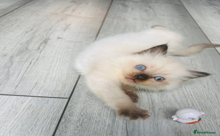 Ragdoll cats - Advert 2