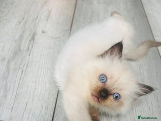 Ragdoll cats - Advert 11