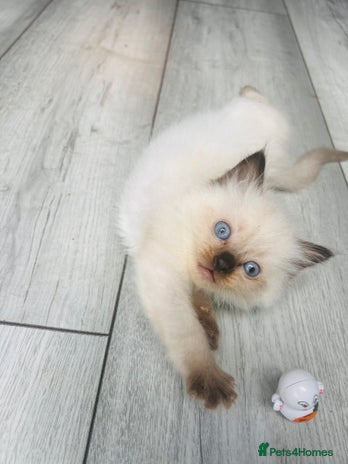 Ragdoll cats - Advert 2