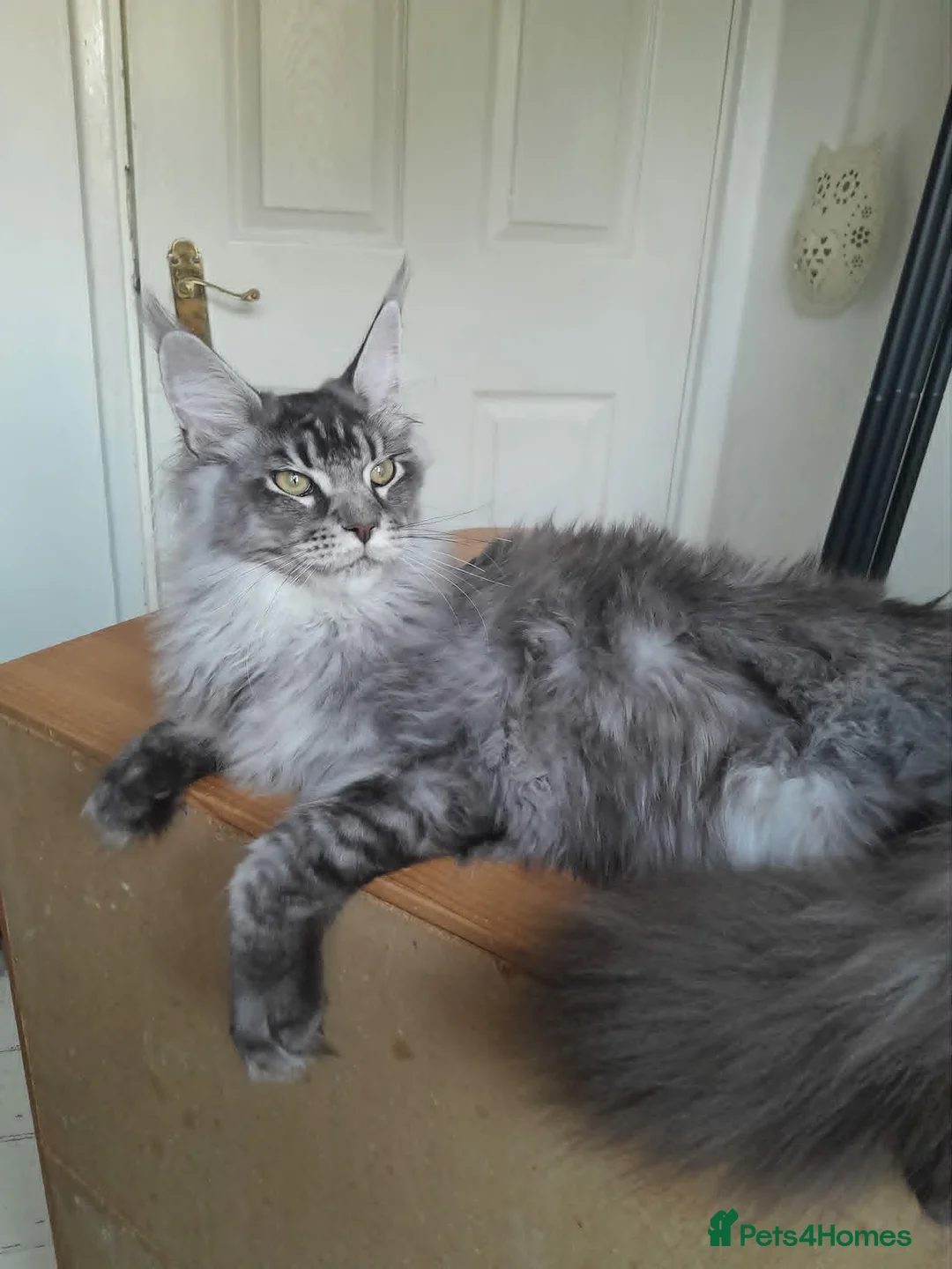 Maine Coon cats for sale: Black silver ticked boy TICA maine coon - Advert 2