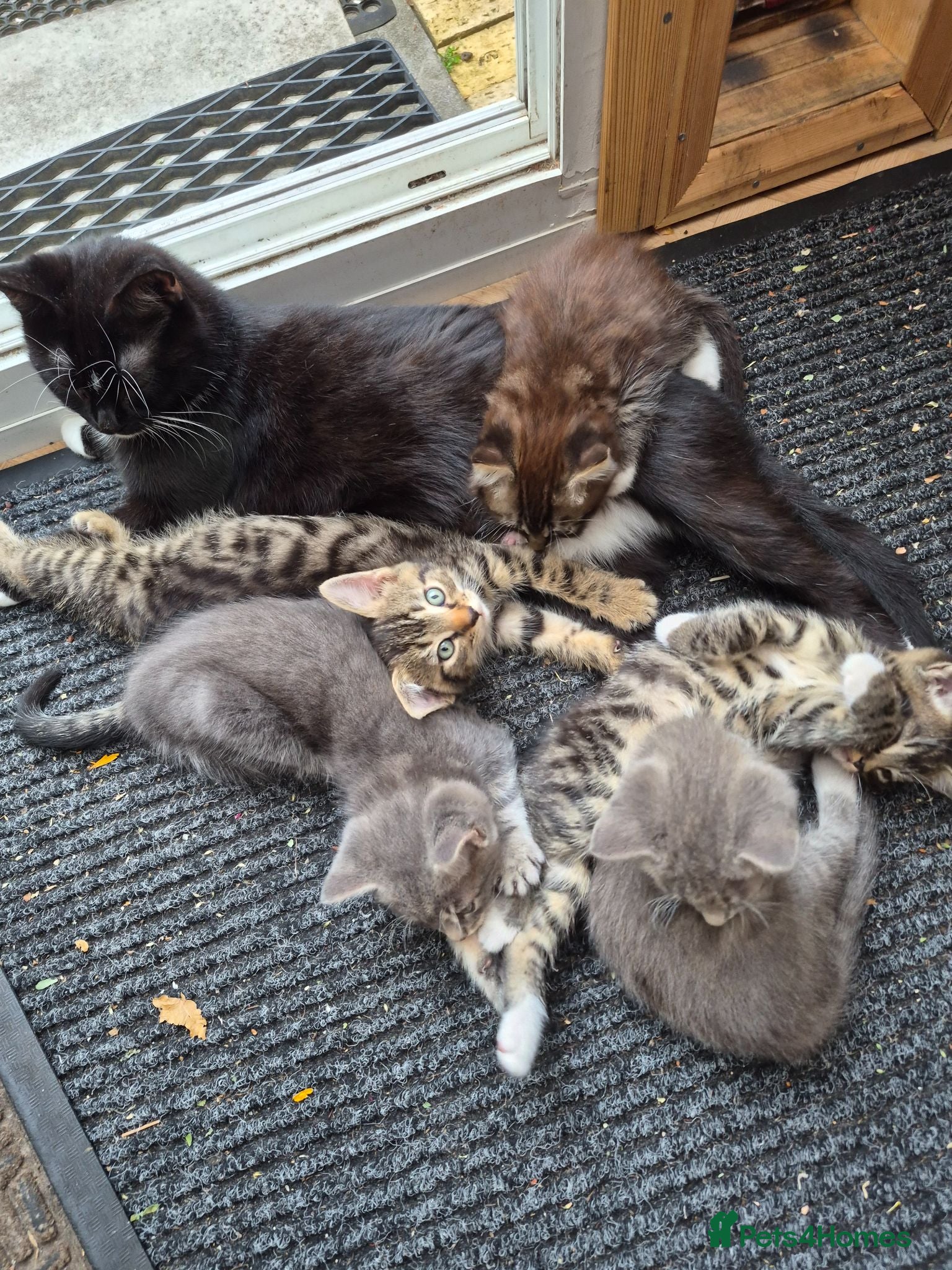 Mixed Breed cats Lots of lovely sociable kittens - Advert 2
