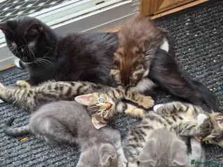 Mixed Breed cats Lots of lovely sociable kittens - Advert 4