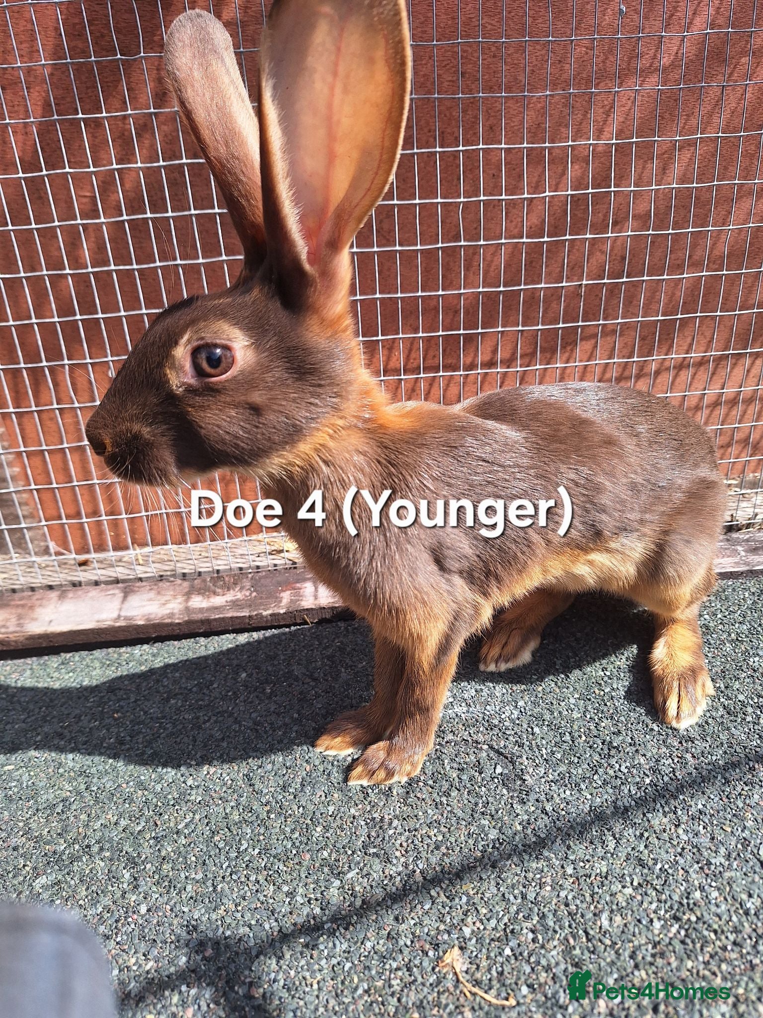 Belgian Hares rabbits Young pure bred hares for sale - Advert 1
