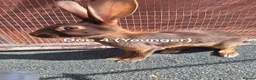Belgian Hares rabbits for sale: Young pure bred hares for sale - Advert 8