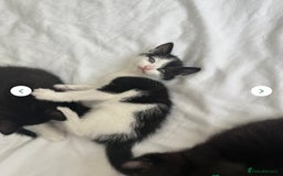 British Shorthair cats for sale: Jasper 11 weeks old  - Image 1
