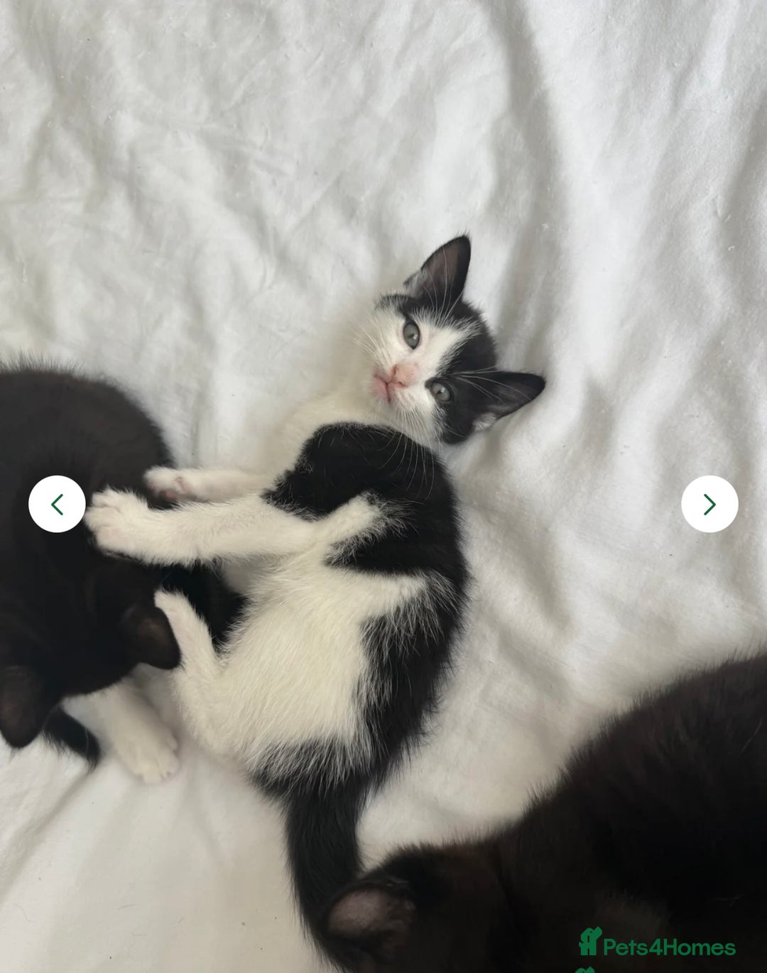 British Shorthair cats for sale: Jasper 11 weeks old  - Image 1