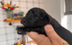 Australian Labradoodle dogs for sale: Home raised, DNA tested, Australian Labradoodles - Image 38