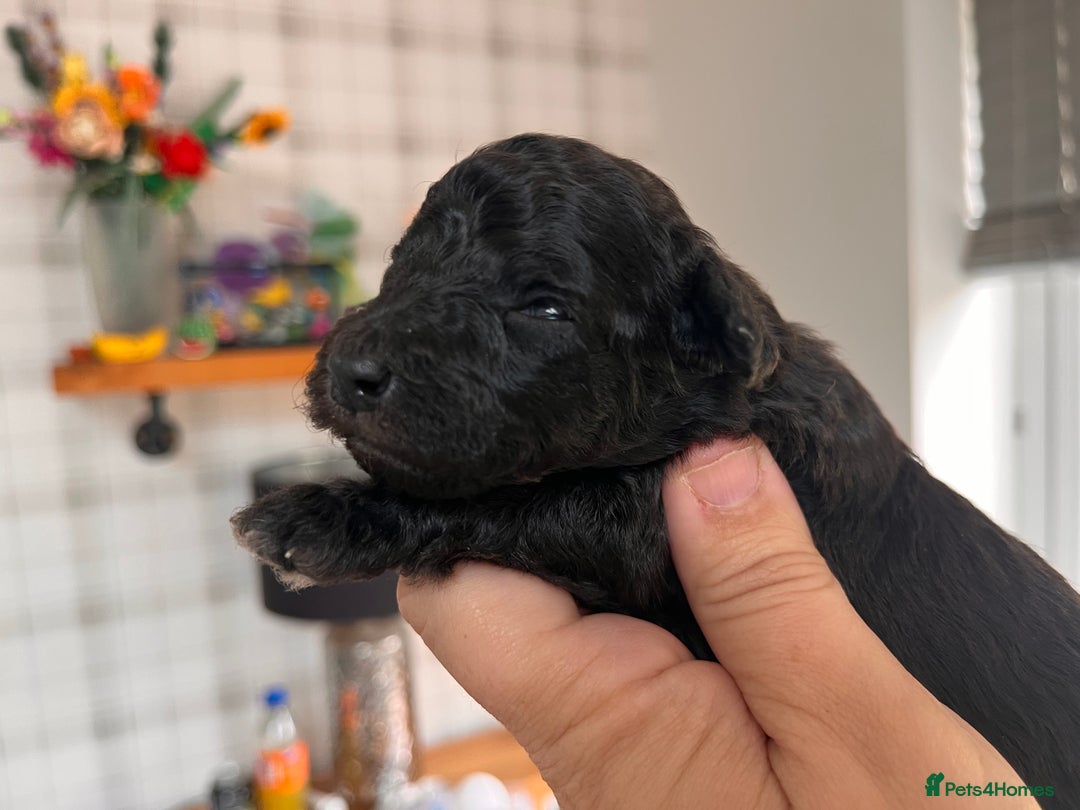 Australian Labradoodle dogs for sale: Home raised, DNA tested, Australian Labradoodles - Image 38