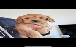 Toy Poodle dogs for stud: Apricot toy poodle, kc reg  - Image 3