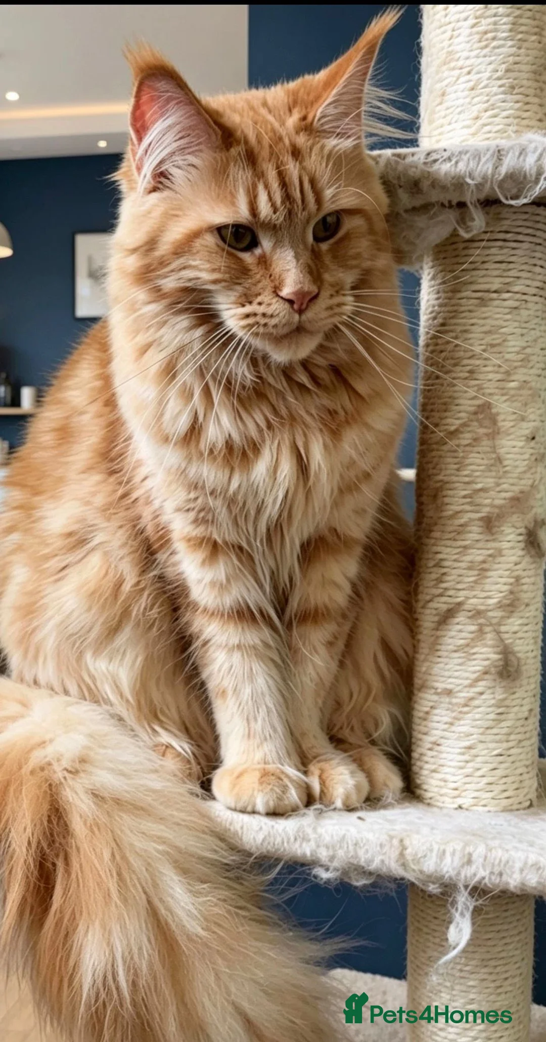 Maine Coon cats for sale: Ginger Maine Coon Female - Advert 1
