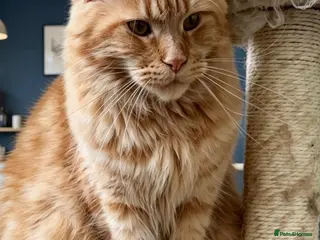 Maine Coon cats Ginger Maine Coon Female - Advert 11