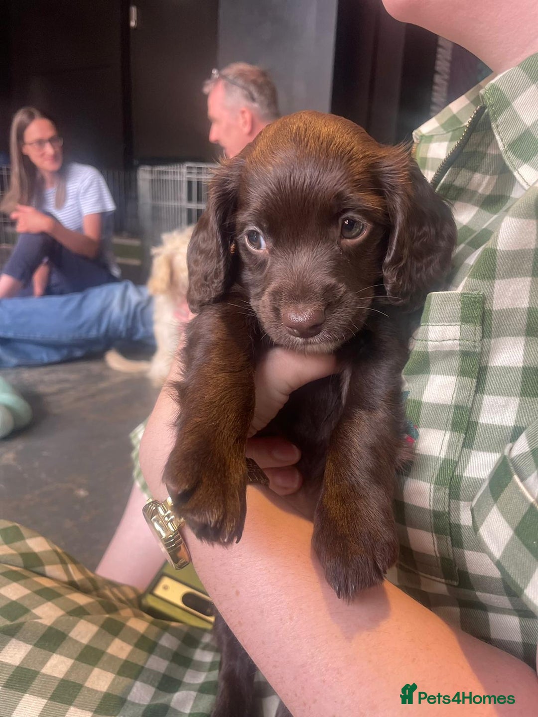 Cockapoo dogs for sale: READY NOW..!  cockapoos *1 girl 2boys* - Image 1