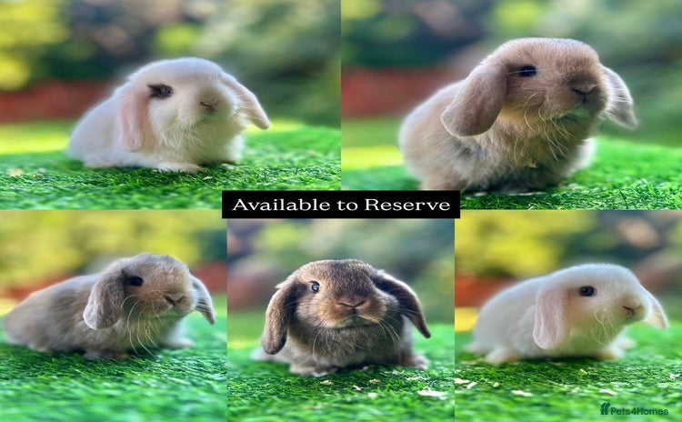 Mini Lop rabbits - Advert 2