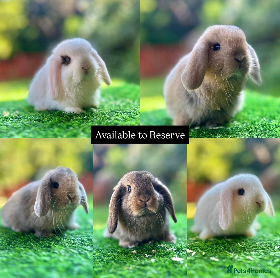 Mini Lop rabbits for sale: Mini Lops Available to Reserve 🐰 - Image 1