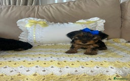 Yorkshire Terrier dogs for sale: Beautiful Yorkshire terrier puppy’s  - Image 2