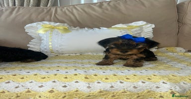 Yorkshire Terrier dogs - Advert 1