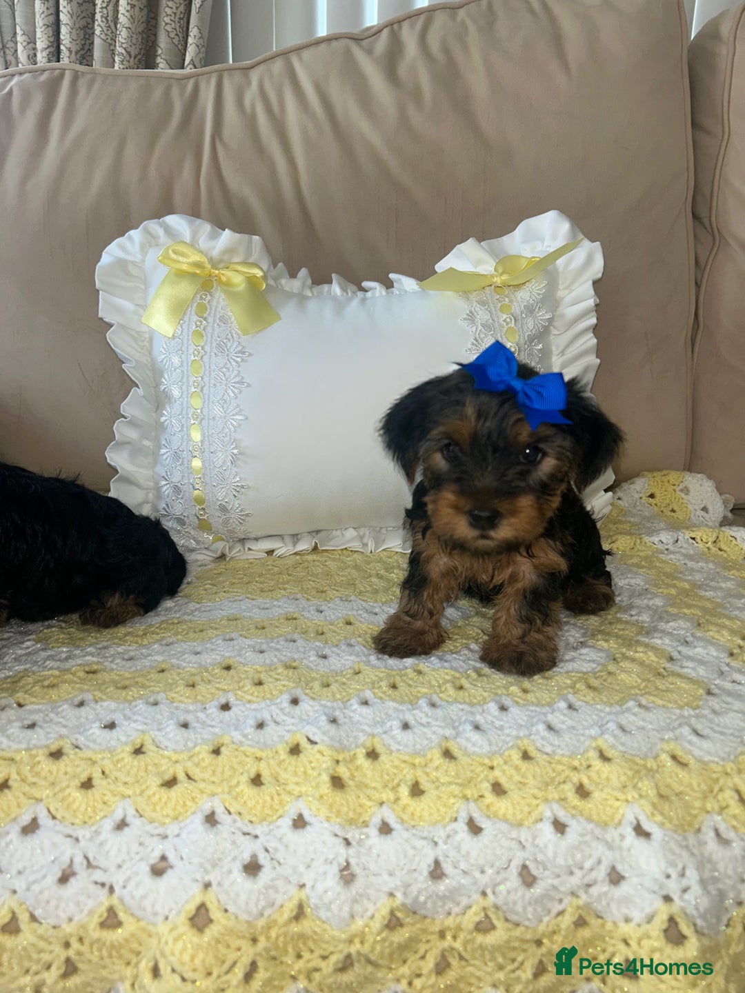 Yorkshire Terrier dogs for sale: Beautiful Yorkshire terrier puppy’s  - Image 2