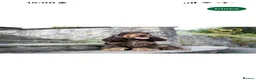 Cocker Spaniel dogs for sale: READY NOW- DNA TESTED choc roan & tan show cocker - Advert 8