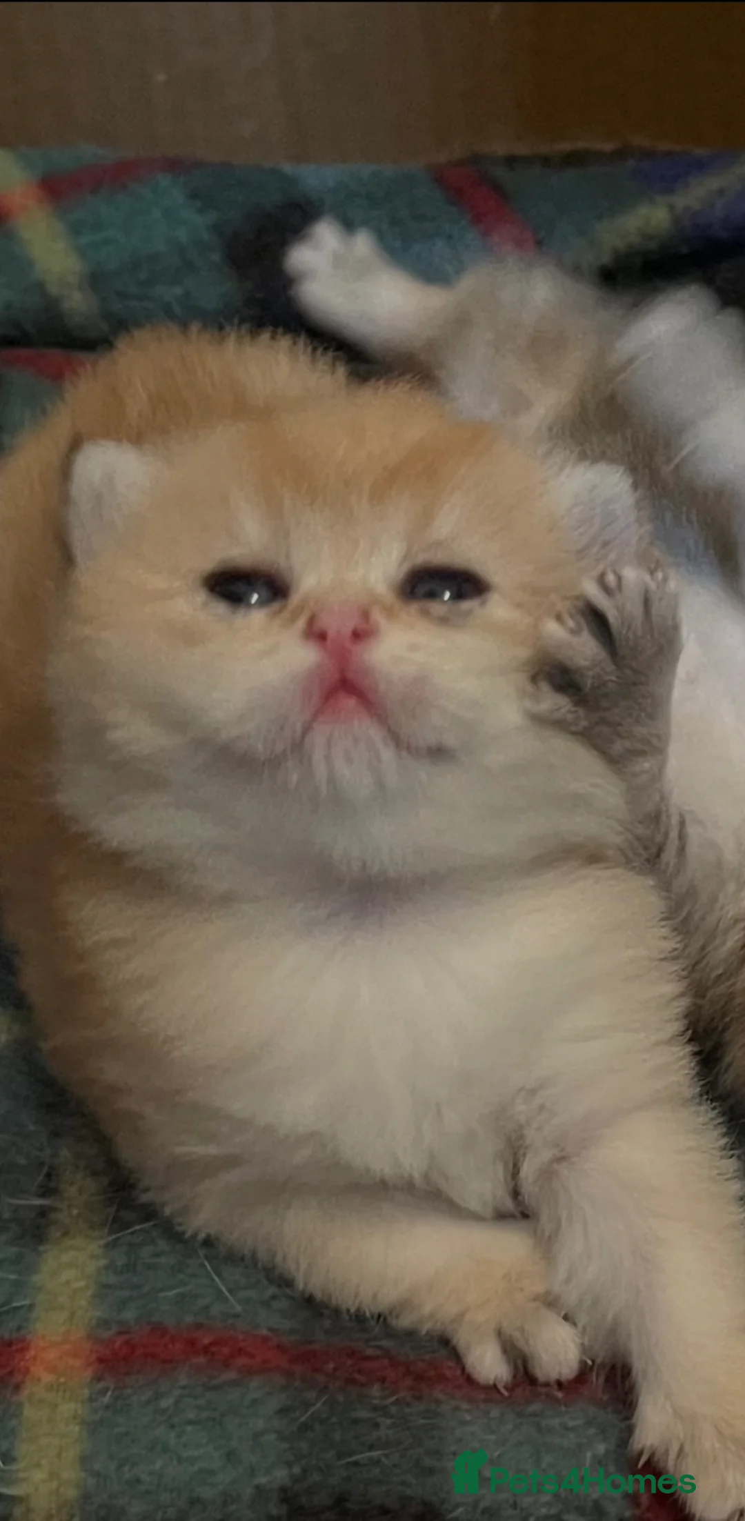 British Shorthair cats for sale: Golden NY12 and NS25 GRAND CHAMPION bloodline  - Advert 15