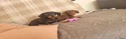 Miniature Dachshund dogs for sale: Miniature dachshund  in Swansea - Advert 2