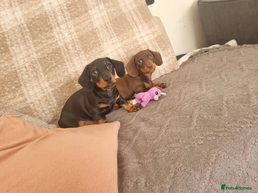 Miniature Dachshund dogs for sale: Miniature dachshund  in Swansea - Advert 2