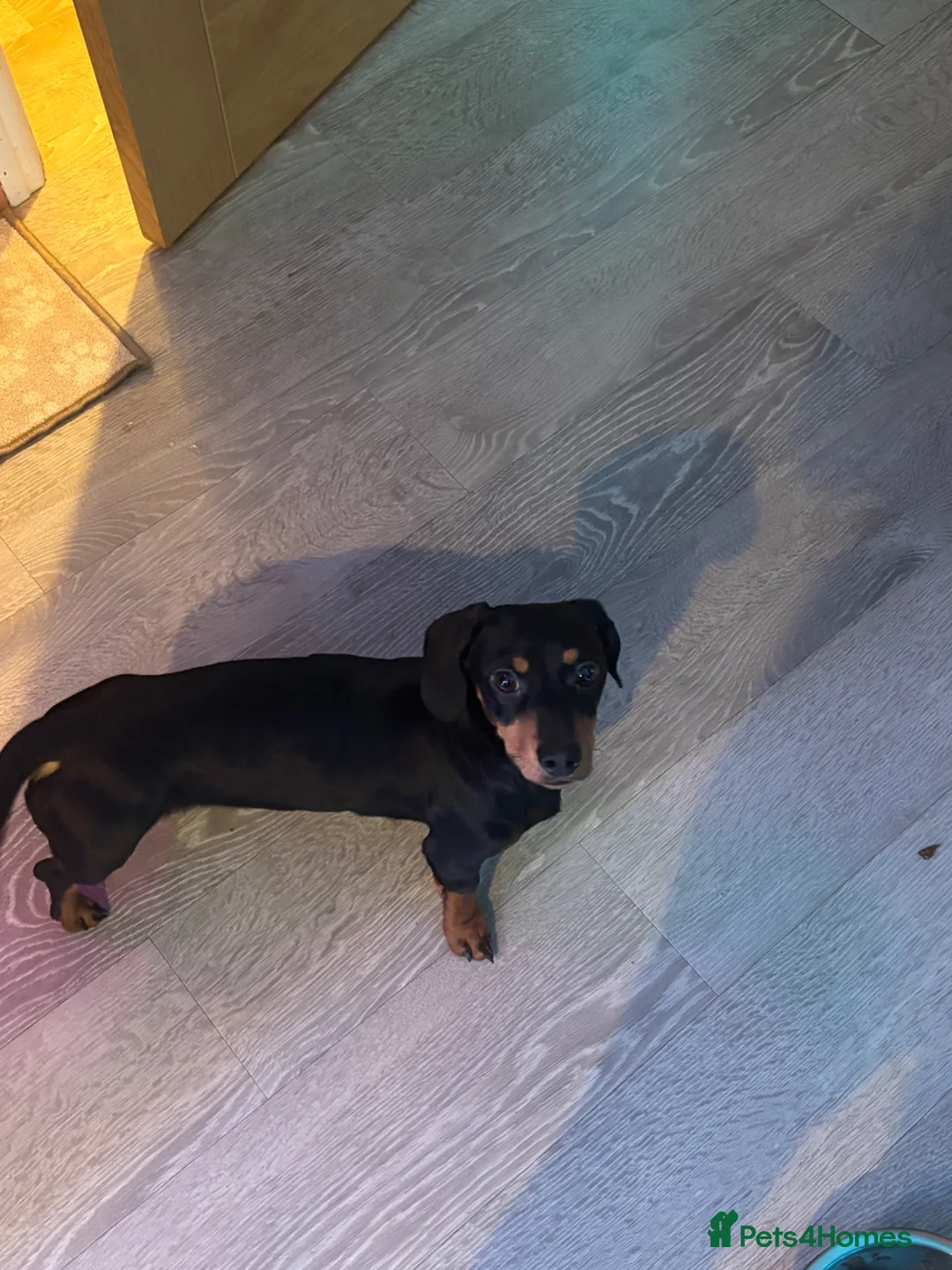 Jackshund dogs for sale: 11 month old dachshund  - Advert 2