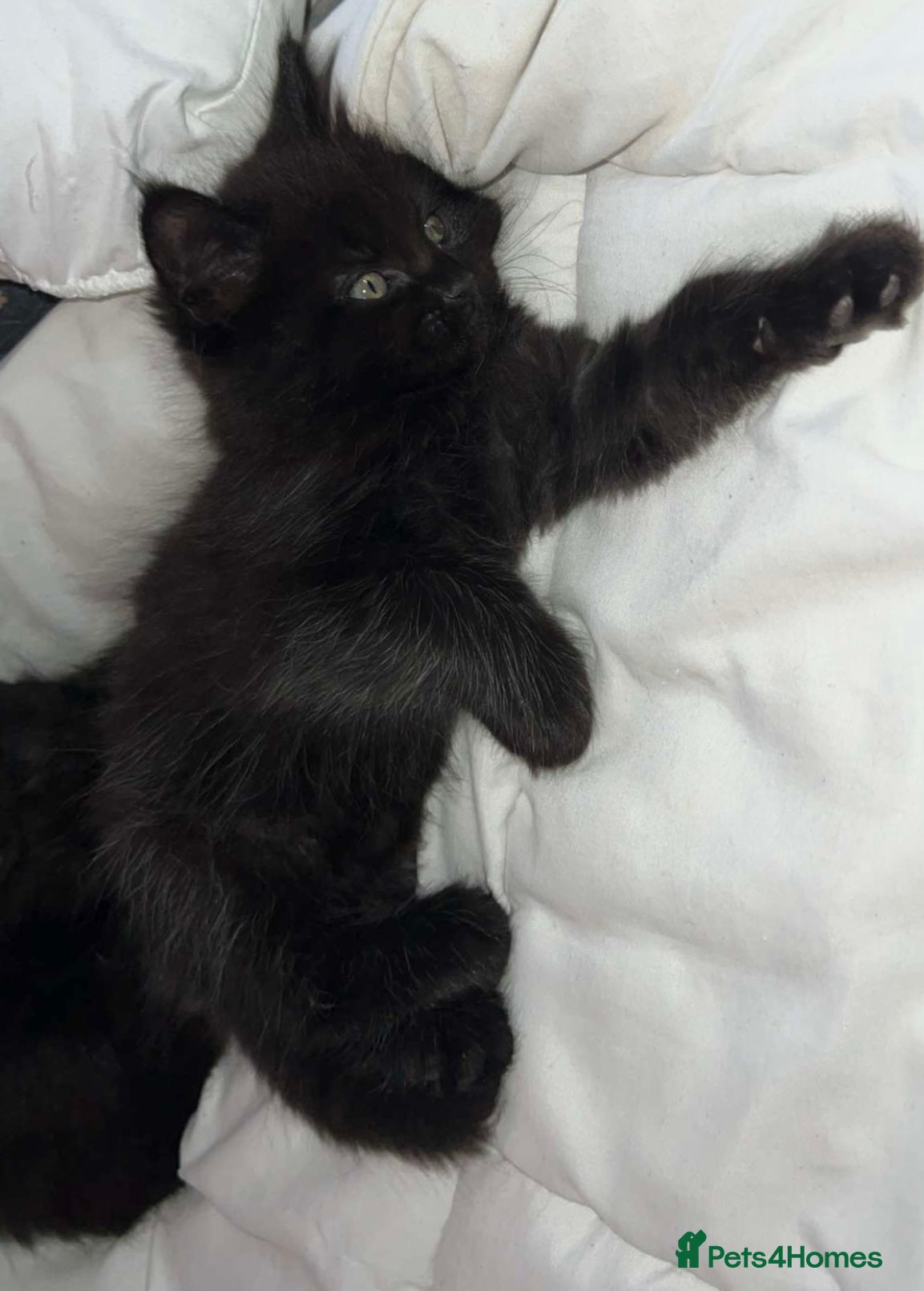 Mixed Breed cats Maine Coon X Ragdoll Kittens - Advert 3