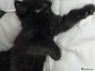 Mixed Breed cats Maine Coon X Ragdoll Kittens - Advert 16