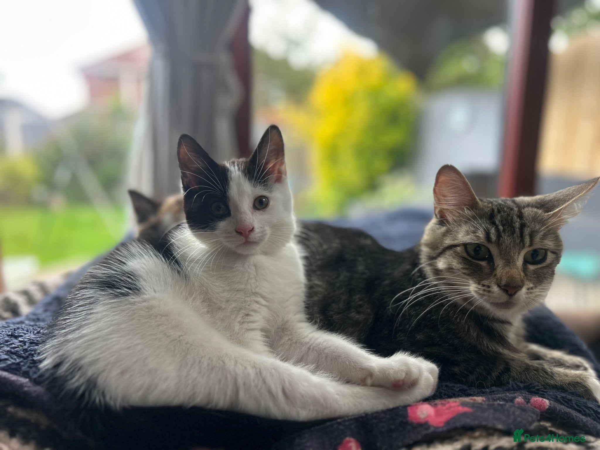Mixed Breed cats Cheeky playful male kitten 💙  - Advert 3