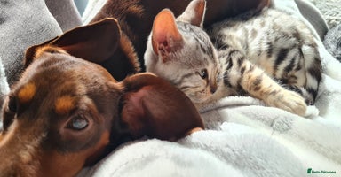 Bengal cats - Advert 5