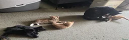 Mixed Breed cats for sale: 9 kittens  - Advert 12