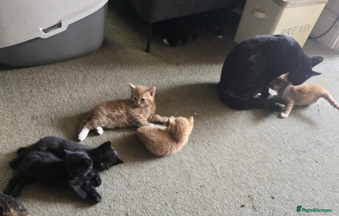 Mixed Breed cats for sale: 9 kittens  - Advert 12