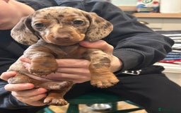 Miniature Dachshund dogs for sale: 🐾 Adorable mini dachshund puppies 🐾 - Image 2