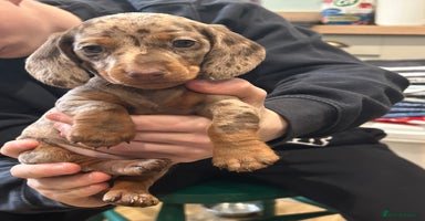 Miniature Dachshund dogs - Advert 14
