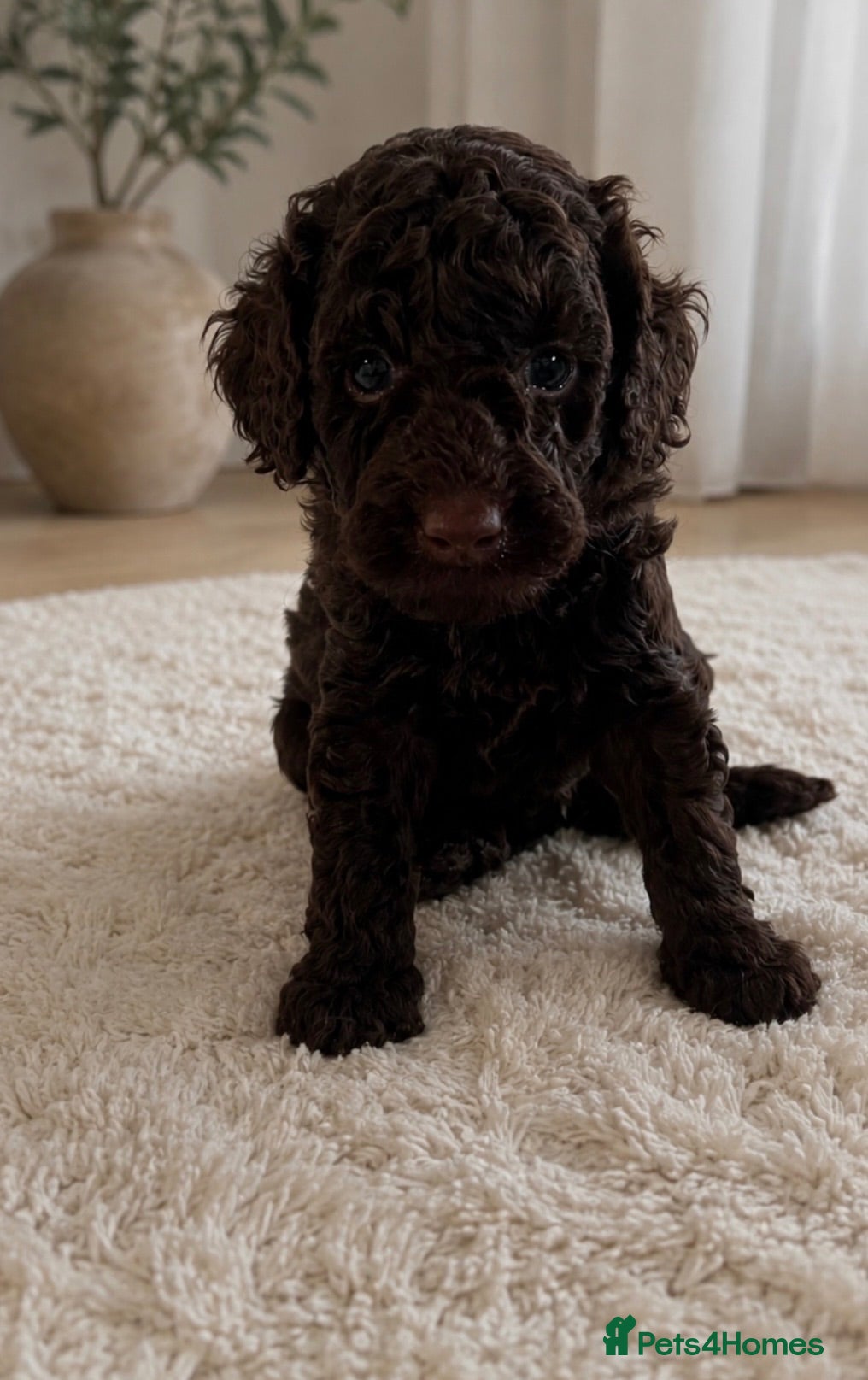 Miniature Poodle dogs 🤎 BEAUTIFUL CHOCOLATE MINIATURE POODLE BOYS 🤎 - Advert 3